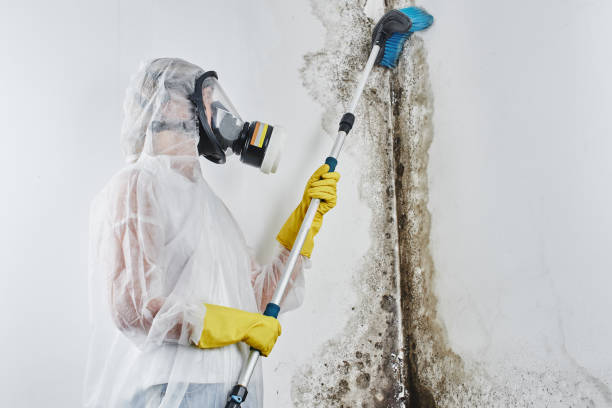 Best Toxic Mold Removal  in USA